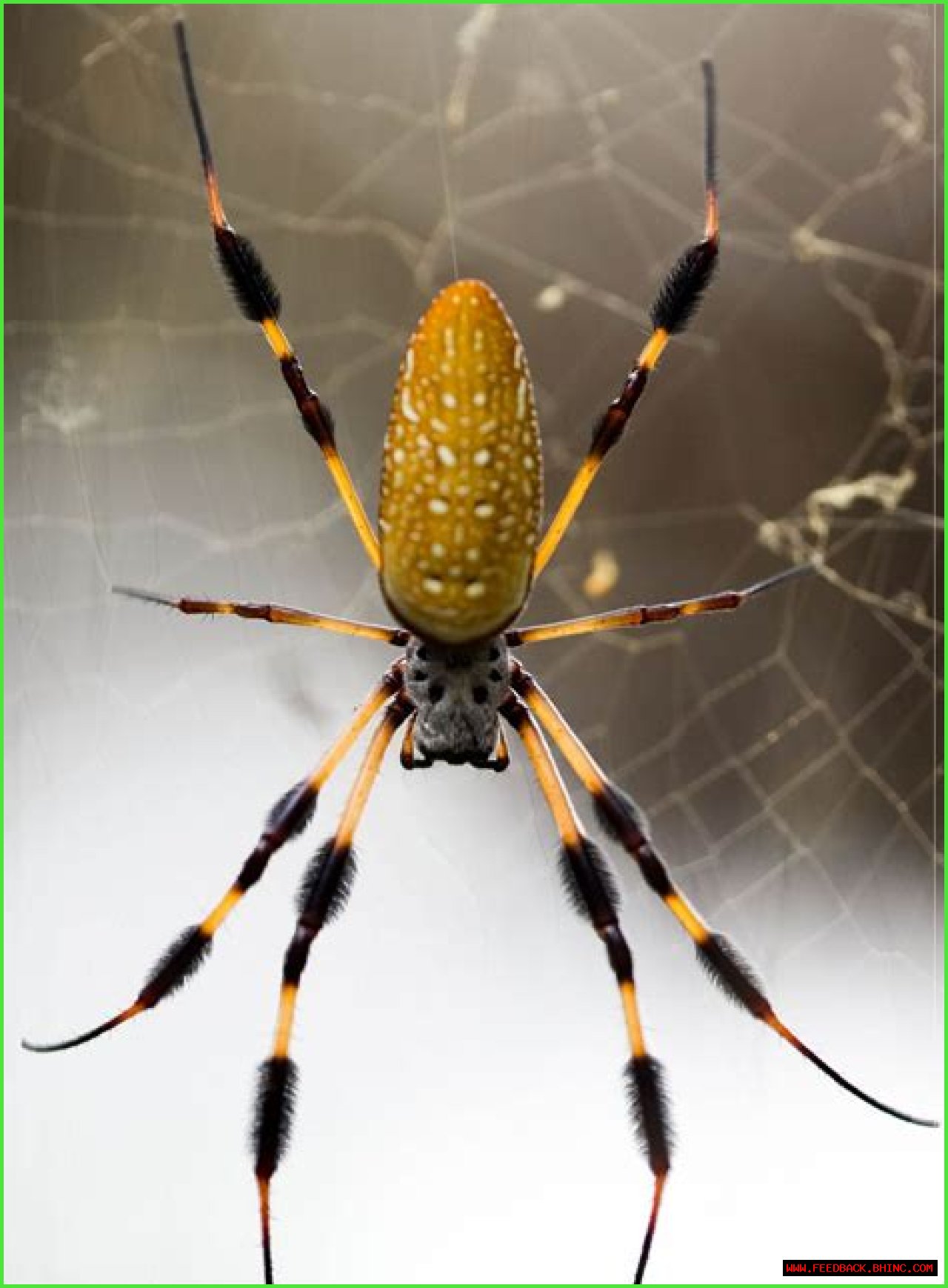 ___! A spider!
