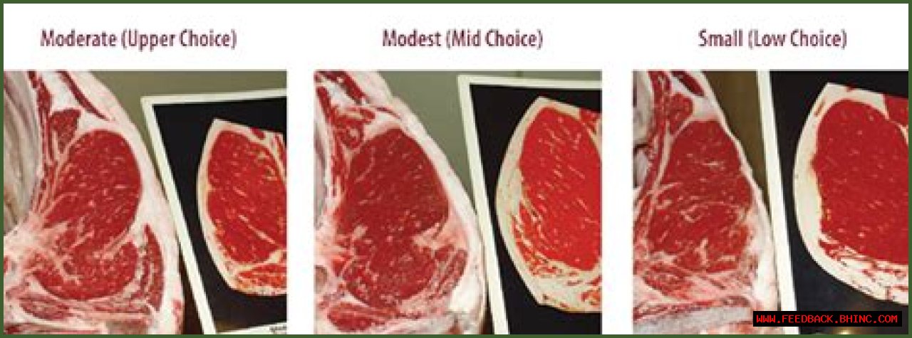 Beef Grades and Carcass Information