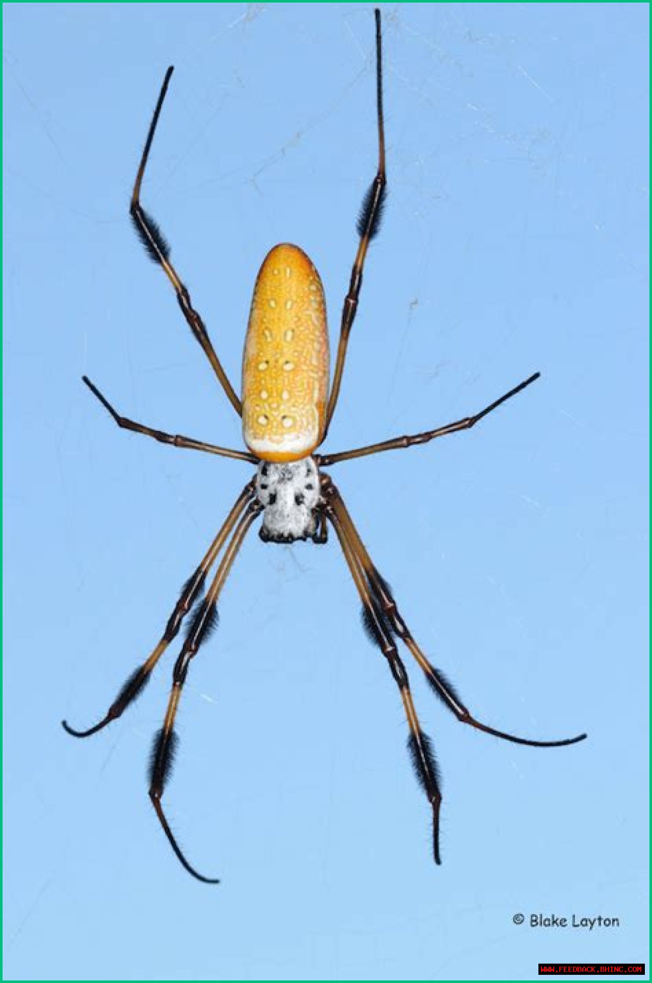 Golden Silk Spider or Joro Spider?, Vol. 8, No. 18