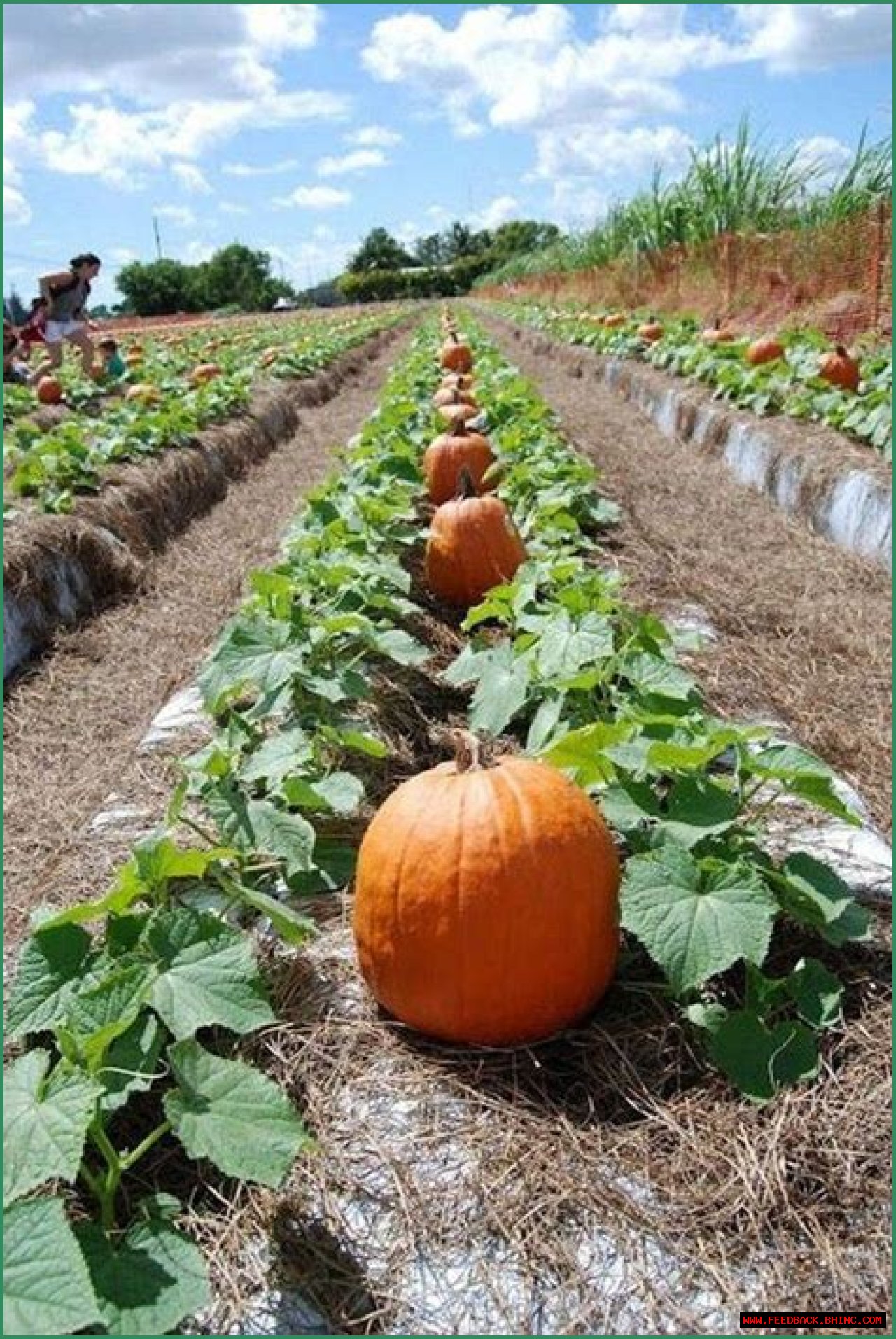 Growing Pumpkins for the Home Garden