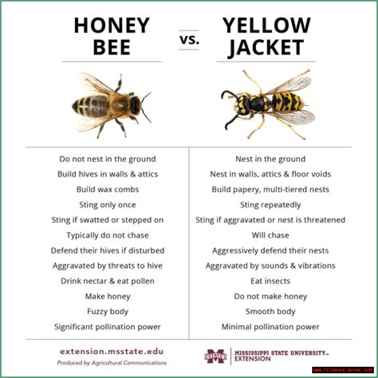 Honey bee vs. Yellow Jacket table