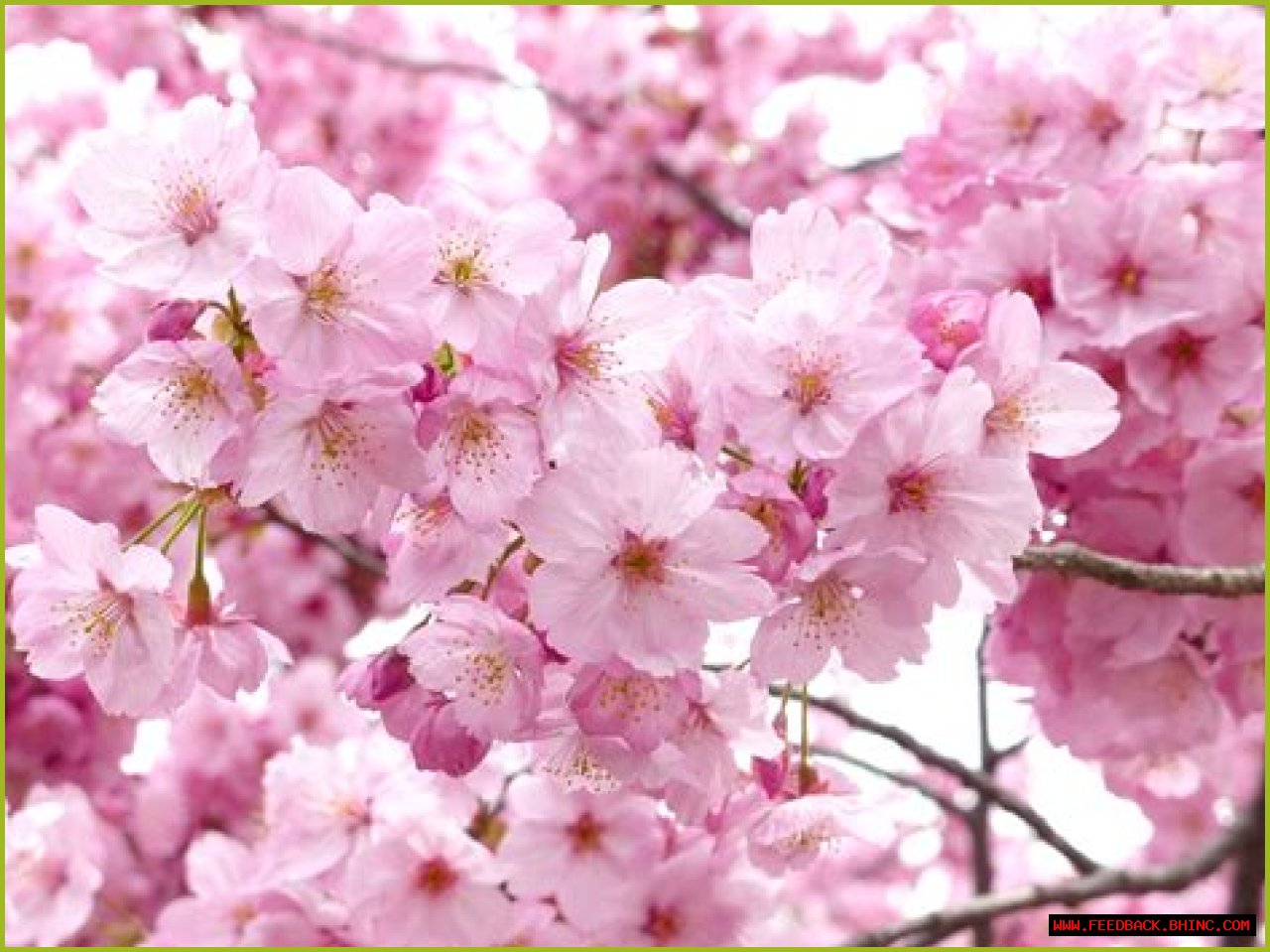 Small blossom