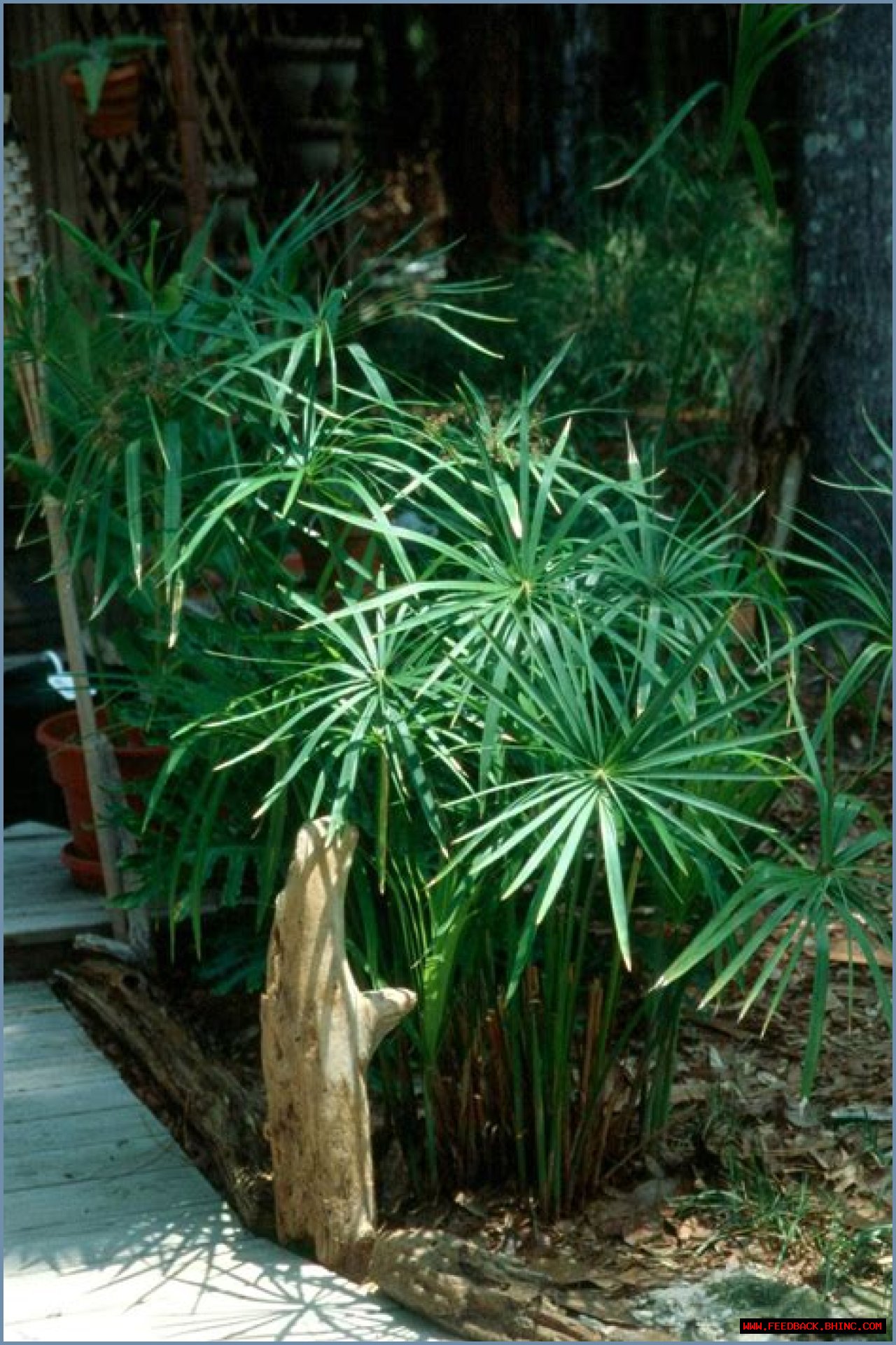 Umbrella palm thrives anywhere it's planted