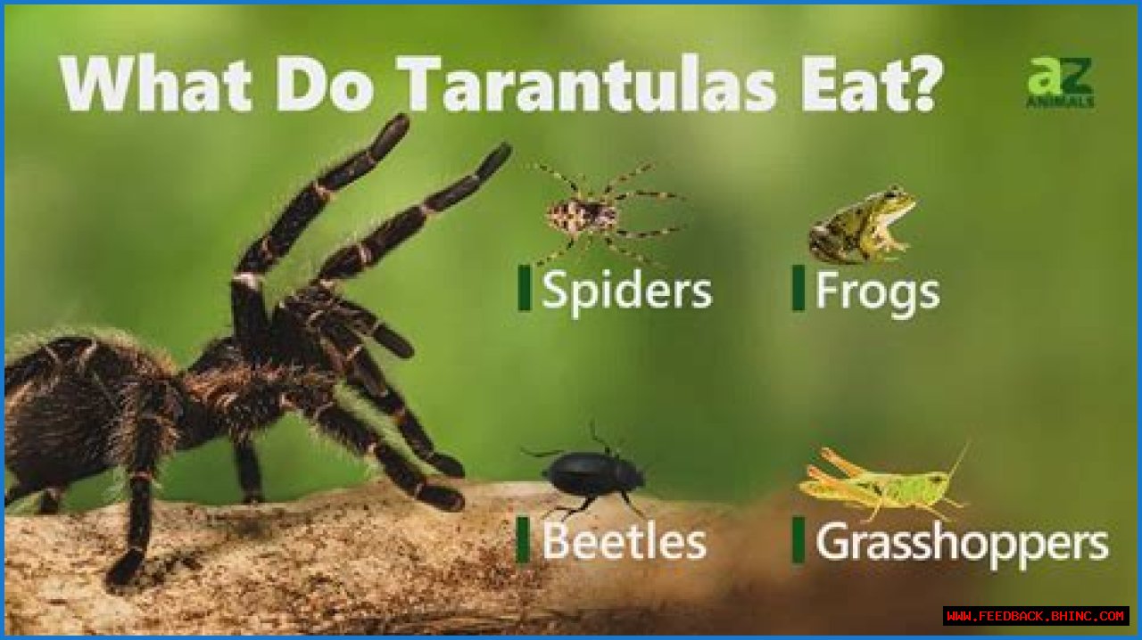 What Do Tarantulas Eat?